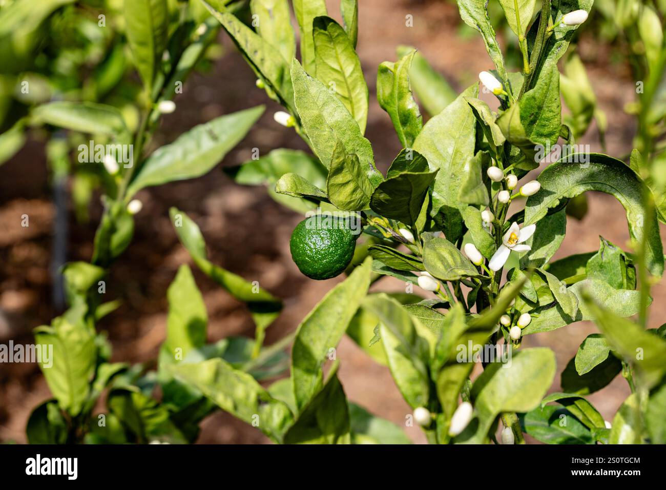 HASS Avocados wachsen im Baum durch starke Sonneneinstrahlung Stockfoto