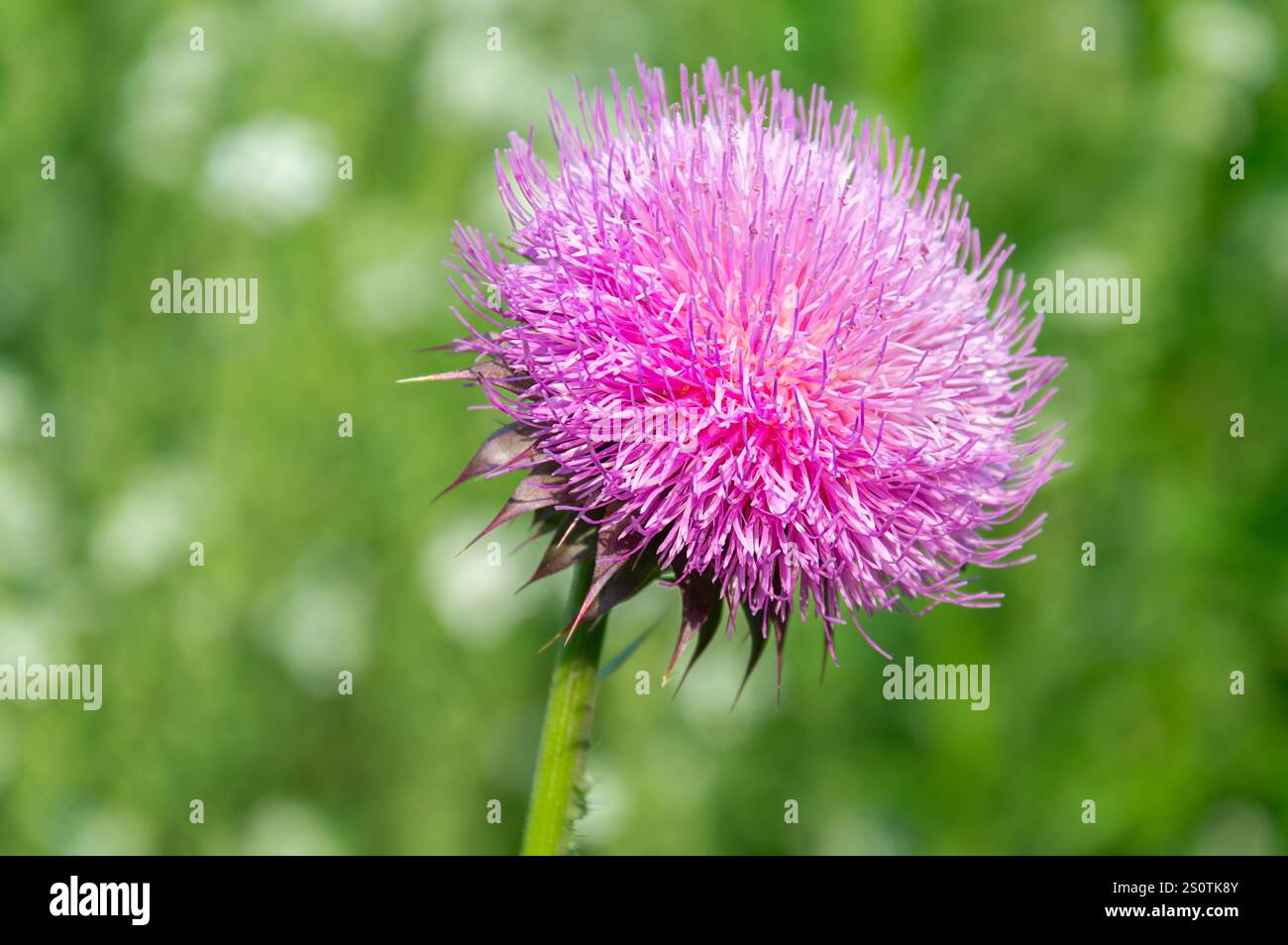 Nahaufnahme des Musk Thistle Blumenkopf Makros. Stockfoto