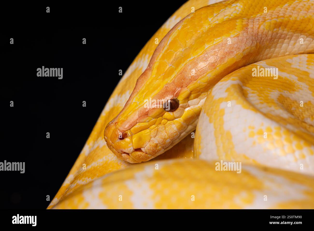 Nahaufnahme einer gelben Python auf schwarzem Hintergrund mit ihren bunten Skalen, Baumschlange. Stockfoto