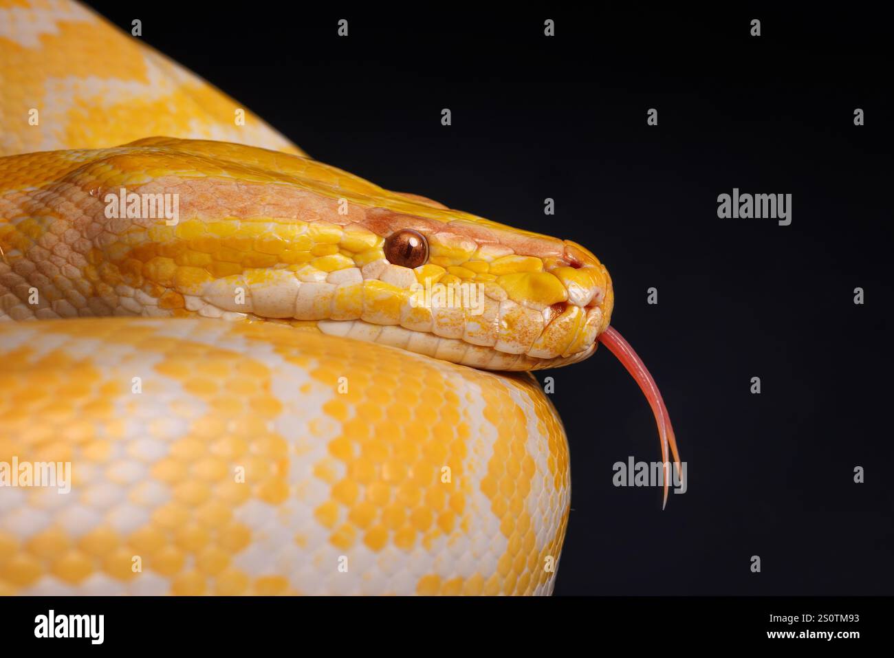 Nahaufnahme einer gelben Python auf schwarzem Hintergrund mit ihren bunten Skalen, Baumschlange. Stockfoto