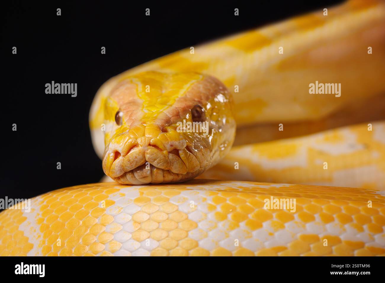 Nahaufnahme einer goldenen gelben Python mit einer Zunge, die auf schwarzem Hintergrund hängt. Baumschlange. Stockfoto