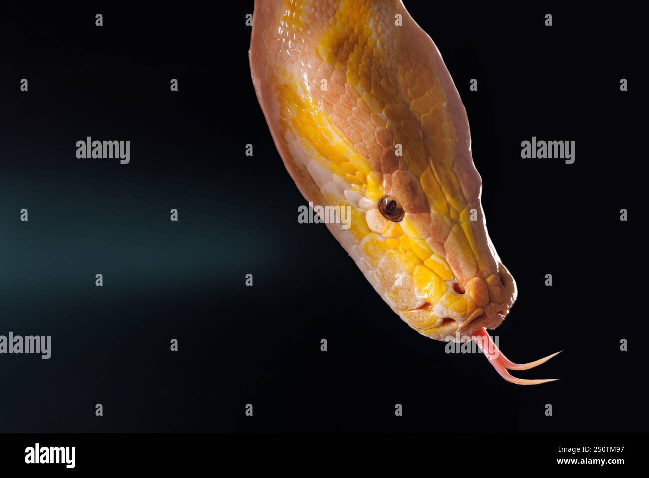 Nahaufnahme einer gelben Python auf schwarzem Hintergrund mit ihren bunten Skalen, Baumschlange. Stockfoto