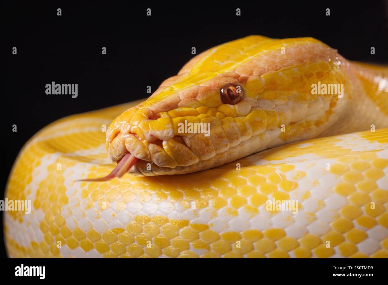 Nahaufnahme einer gelben Python auf schwarzem Hintergrund mit ihren bunten Skalen, Baumschlange. Stockfoto