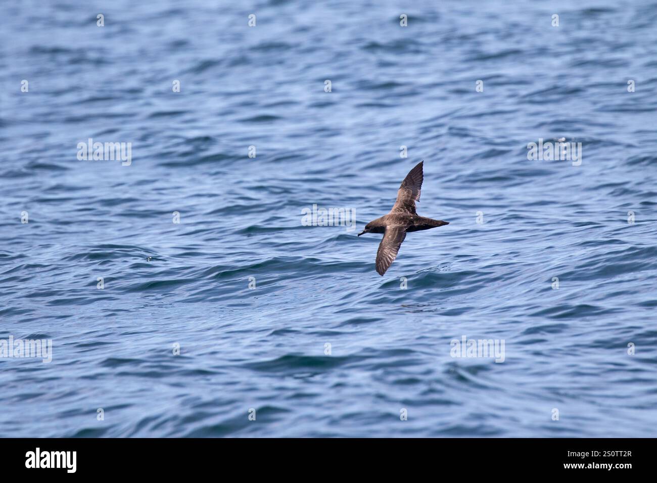 Verrußtes shearwater Puffinus griseus im Flug über das Meer in der Nähe von Grand Manan Island Bucht von Fundy Kanada August 2016 Stockfoto