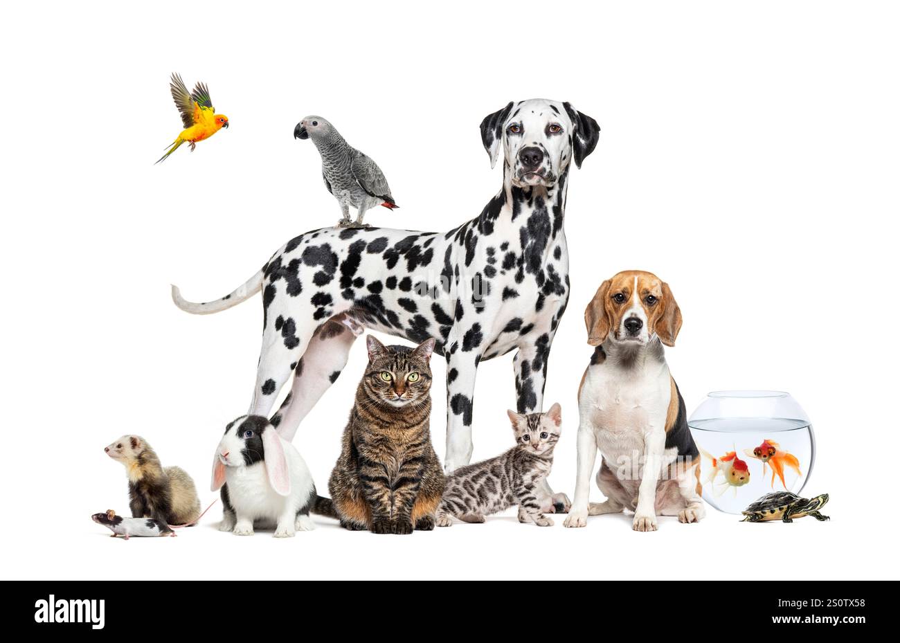 Große Gruppe von Haustieren, Hunden, Katzen, Frettchen, Nagetieren, Vögel, Fische, Schildkröten, sitzen und stehen vor weißem Hintergrund Stockfoto