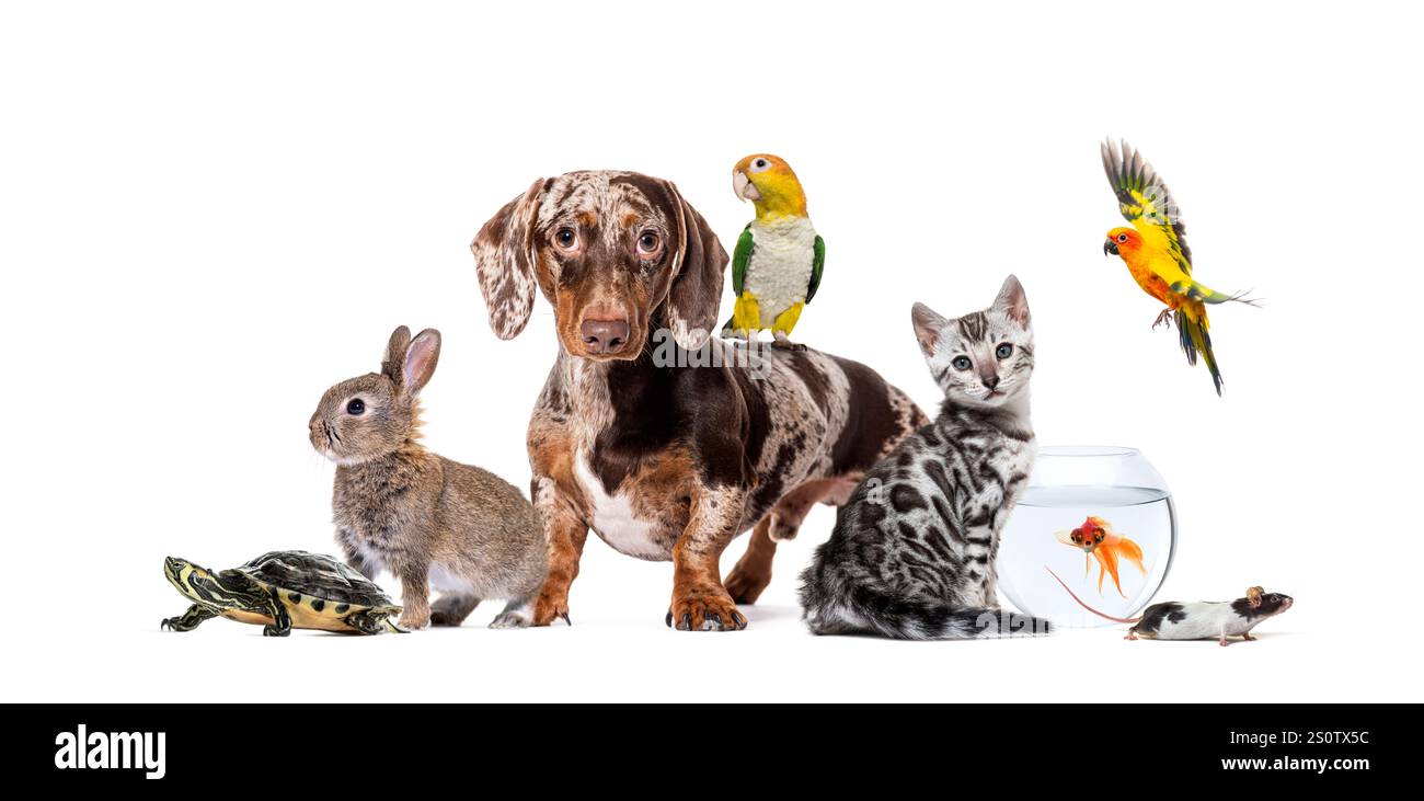 Seitliches Porträt eines stehenden Dachshunds, der auf die Kamera blickt, isoliert auf weiß Stockfoto
