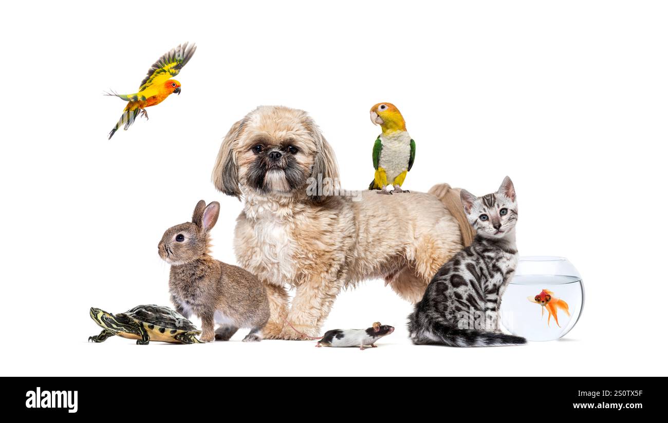 Shih-Tzu-Hund, der mit einem Papagei auf dem Rücken steht, umgeben von anderen Tieren, einschließlich Katze, Kaninchen, Maus, Schildkröte, Goldfisch und ein Fliegen Stockfoto