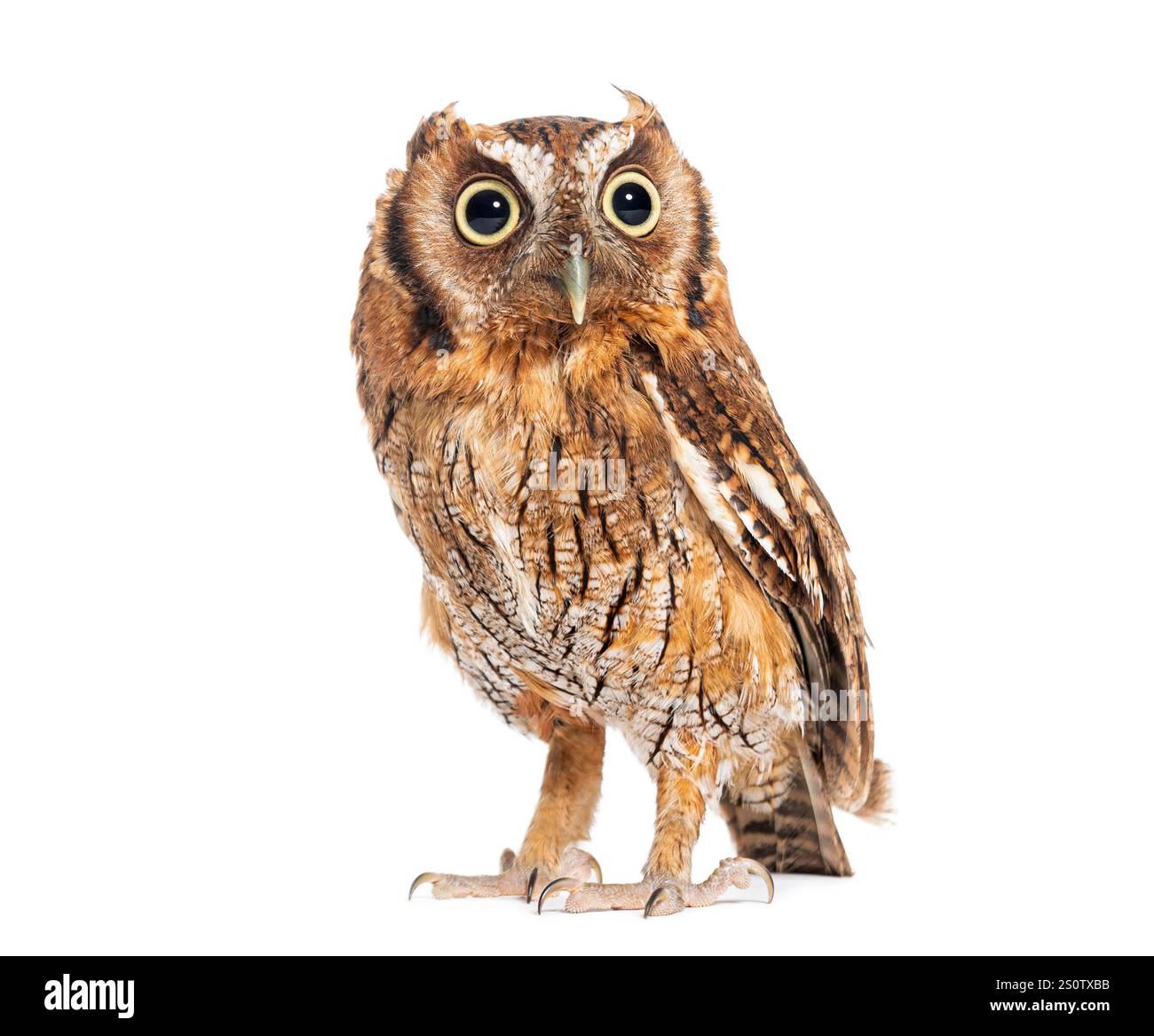 Tropische Kreiseleule, Megascops choliba, isoliert auf weiß Stockfoto