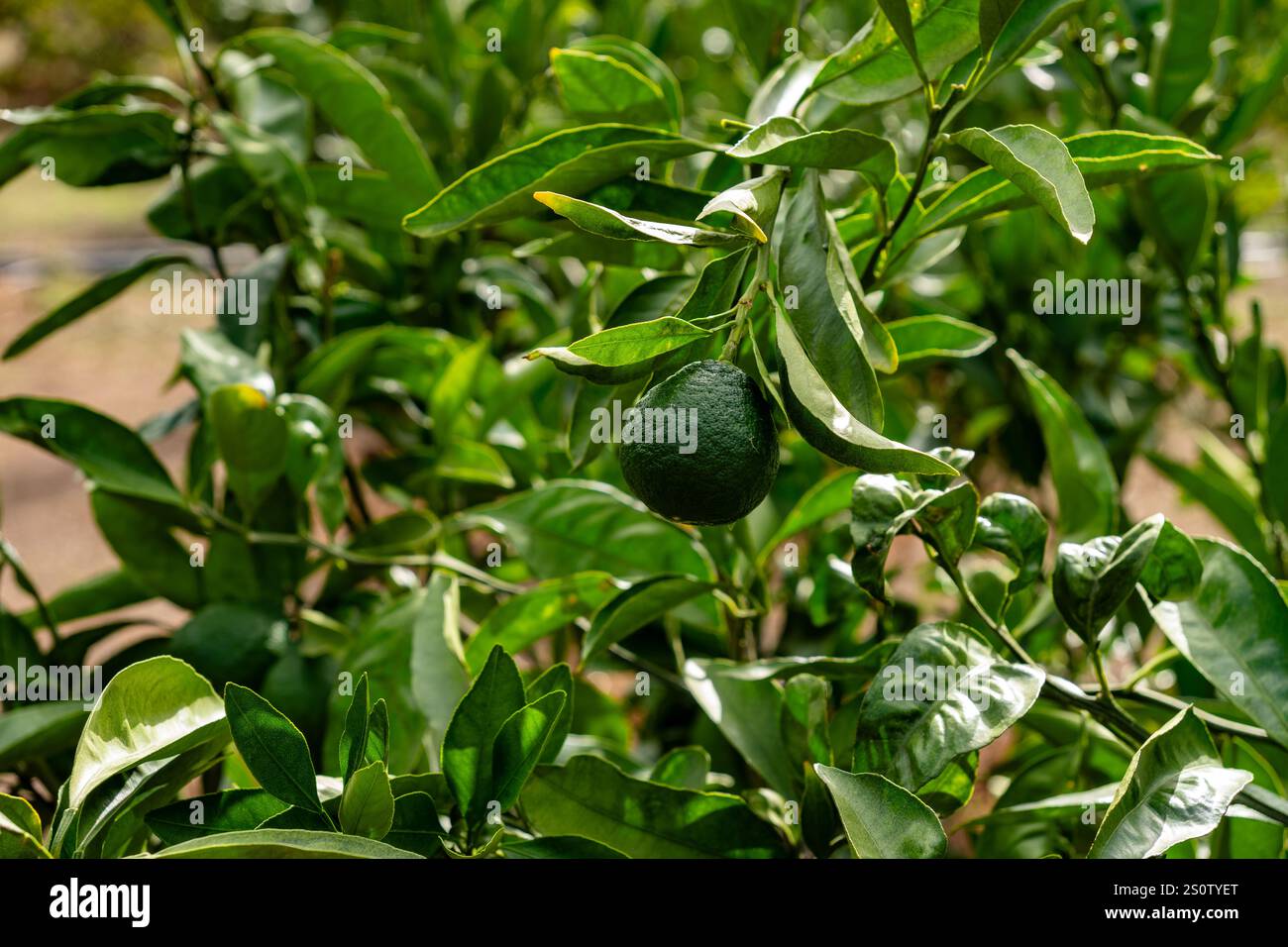 HASS Avocados wachsen im Baum durch starke Sonneneinstrahlung Stockfoto