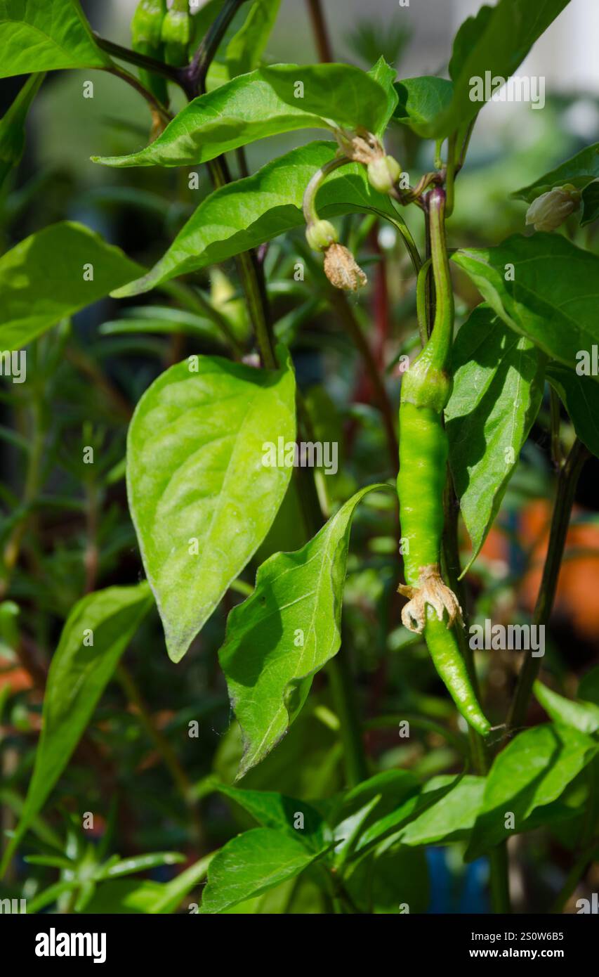 Nahaufnahme einer jungen Pfefferpflanze mit einem Reifen grünen Pfeffer. Chili Paprika auf dem Balkon. Stockfoto