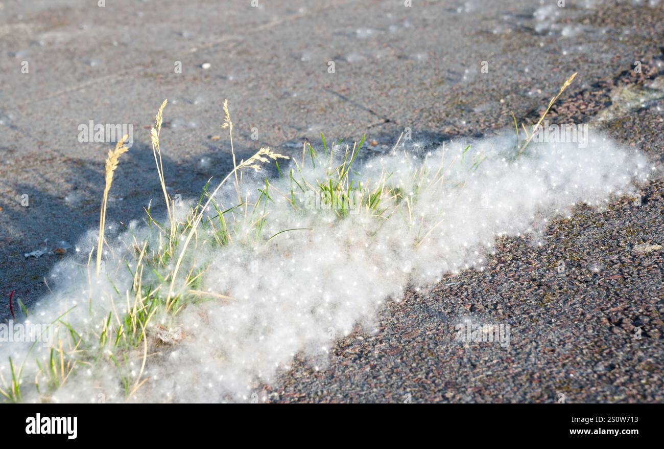Pappelflaume auf dem Asphalt und im Gras. Pappelblüten-Saison. Allergiesaison Stockfoto
