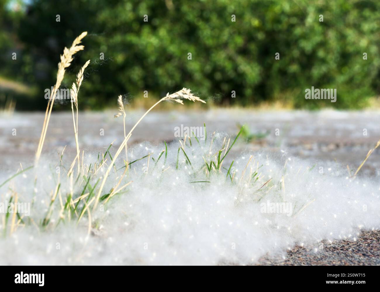 Pappelflaume auf dem Asphalt vor dem Hintergrund von Bäumen. Pappelblüten-Saison. Allergiesaison. Stockfoto