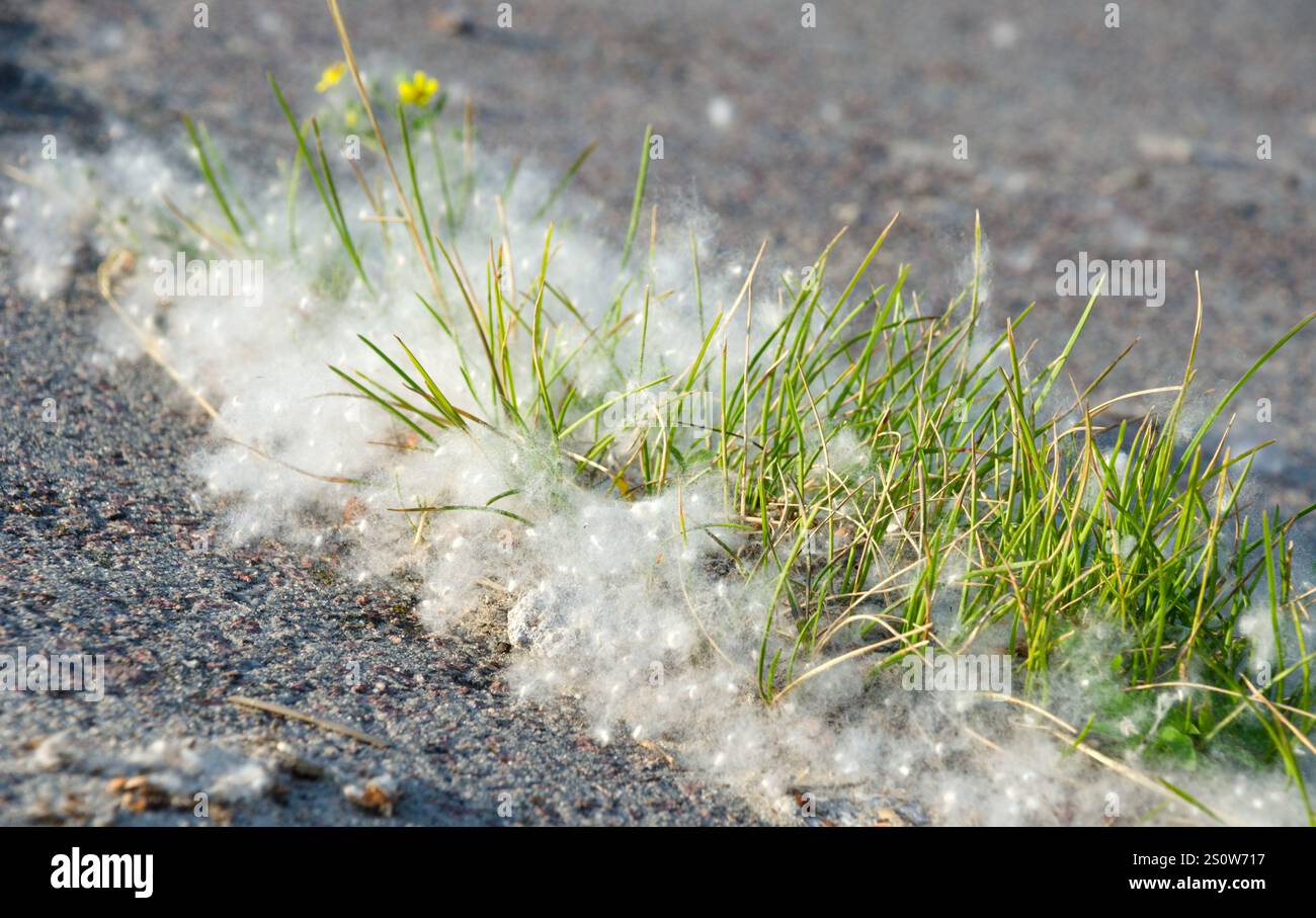 Pappelflaume auf Asphalt und Gras. Pappelblüten-Saison. Allergiesaison. Stockfoto