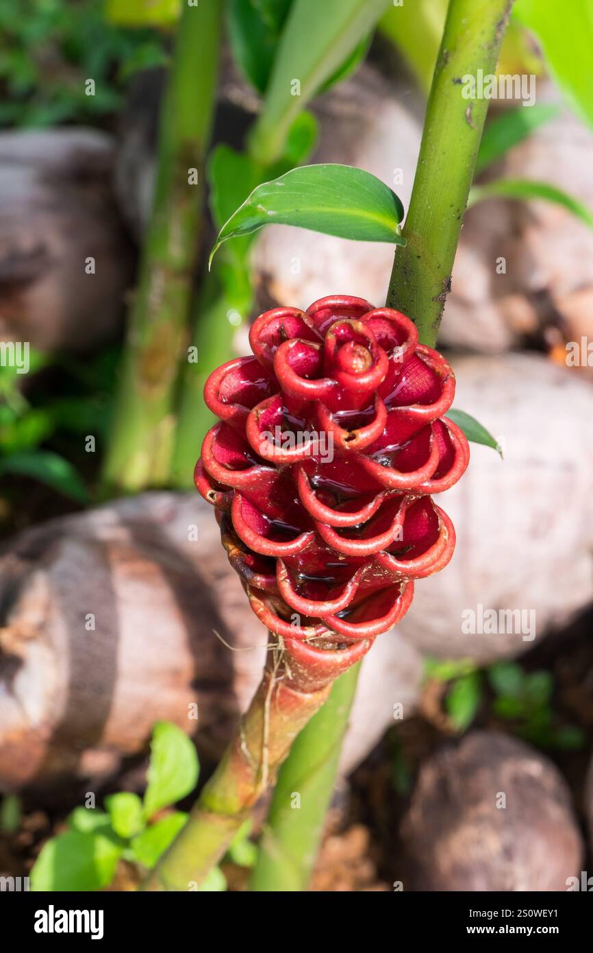 Ingwerblüte an der Küste von Puntarenas, Costa Rica Stockfoto