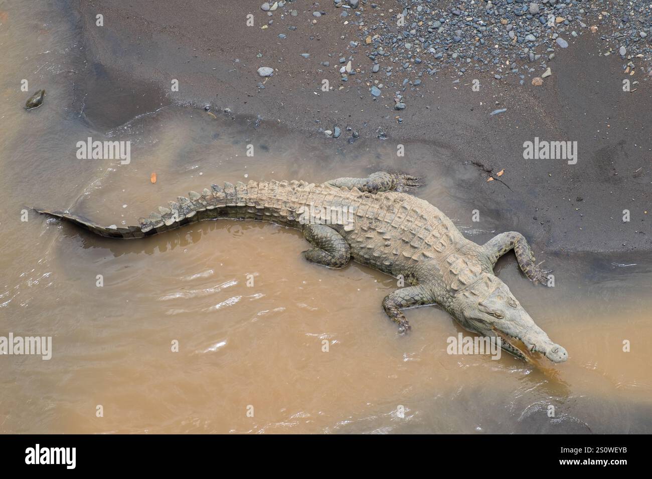 Krokodil in den Gewässern des Flusses Tárcoles in der Region Puntarenas, Costa Rica Stockfoto