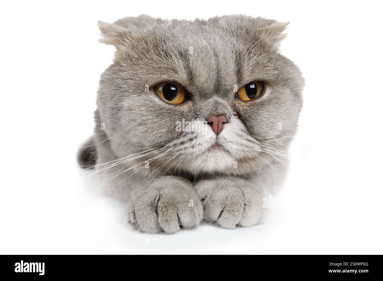 Porträt einer grauen Scottish Fold Katze Nahaufnahme isoliert auf weißem Hintergrund Stockfoto