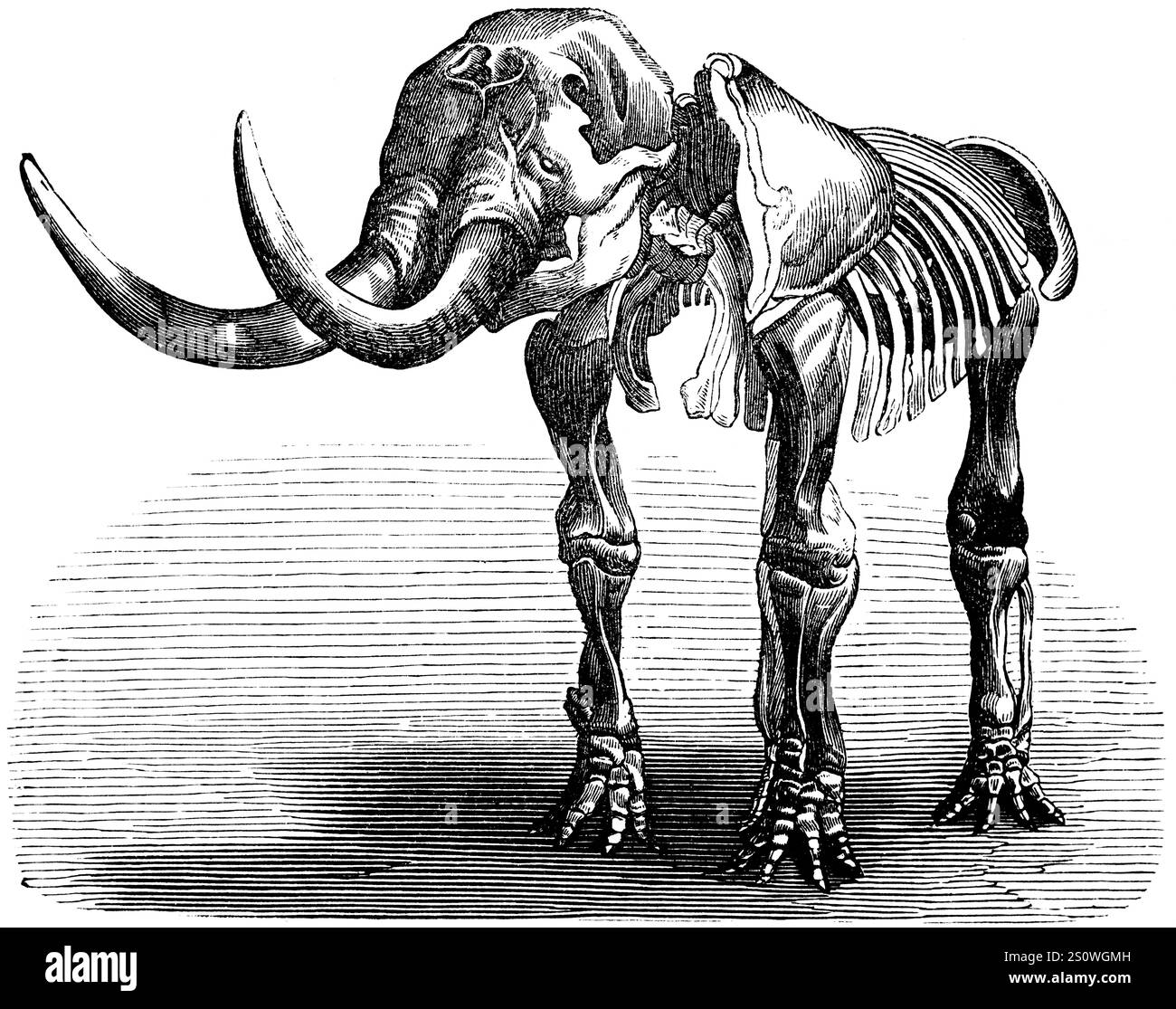 Skelett eines Mastodon giganteum, Paläontologie, lebte vom Oligozän bis zum Pleistozän, Familie der Proboscideaner, ausgestorbener Vorfahre des Elefanten, Knochen Stockfoto