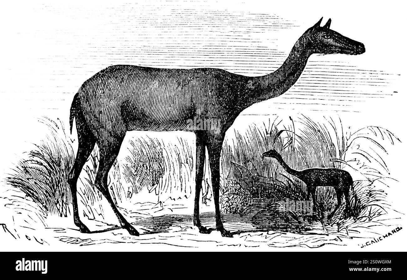 Prähistorischer Xiphodon Gracile, nach Georges Cuvier, ausgestorbenem Säugetier, lebte im Paläogen, Paläontologie, Biologie, Evolution, historische Illustratio Stockfoto