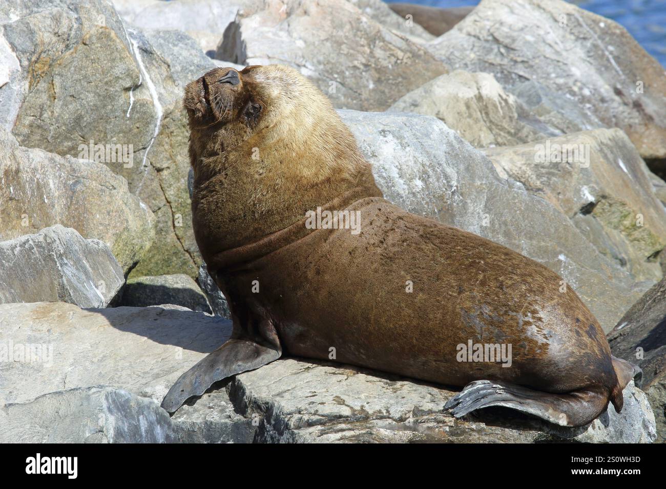 Seehunde, Otaria flavescens Stockfoto