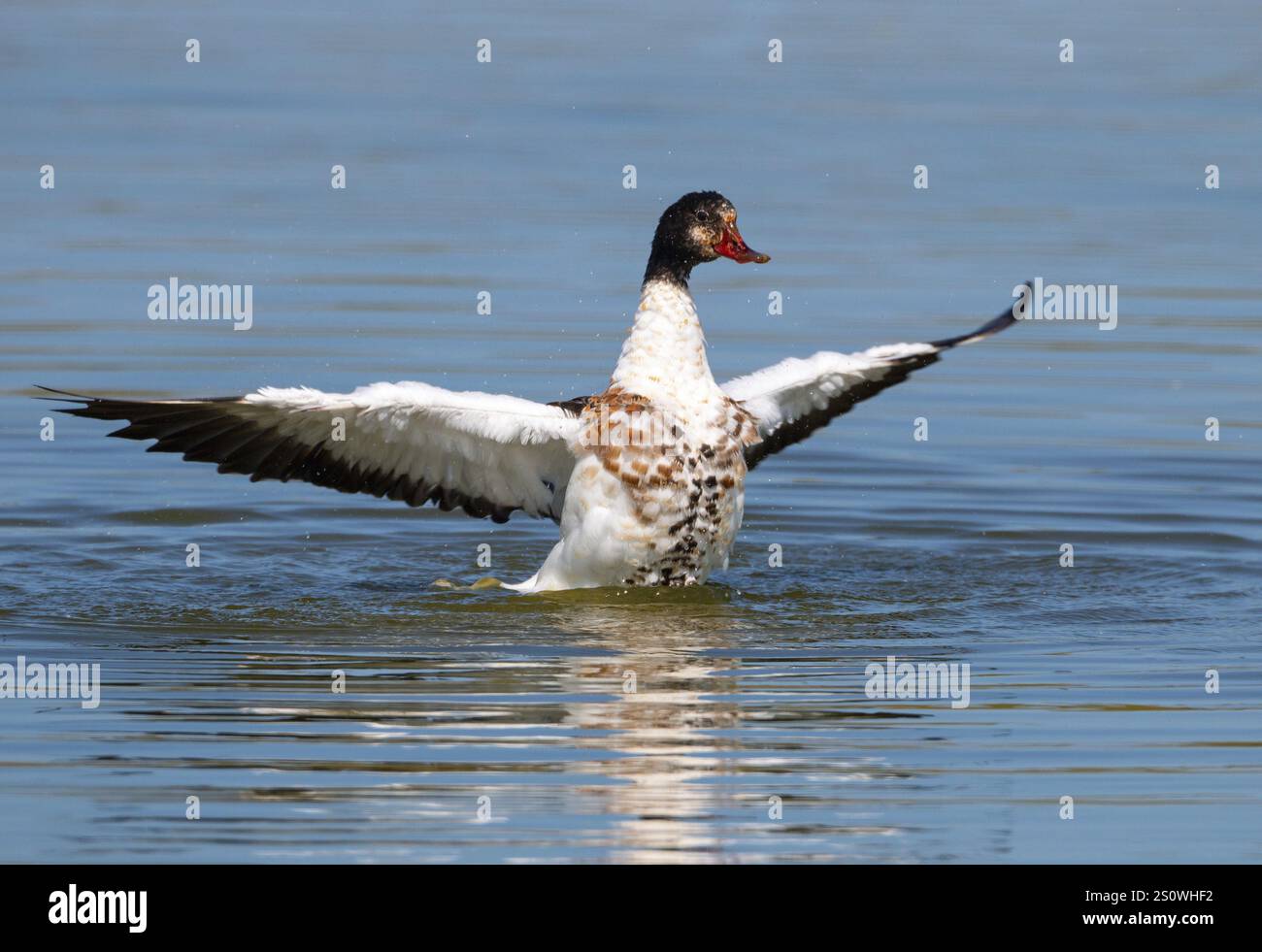 Schutzente, Tadorna tadorna, offene Flügel, flatternde Flügel Stockfoto