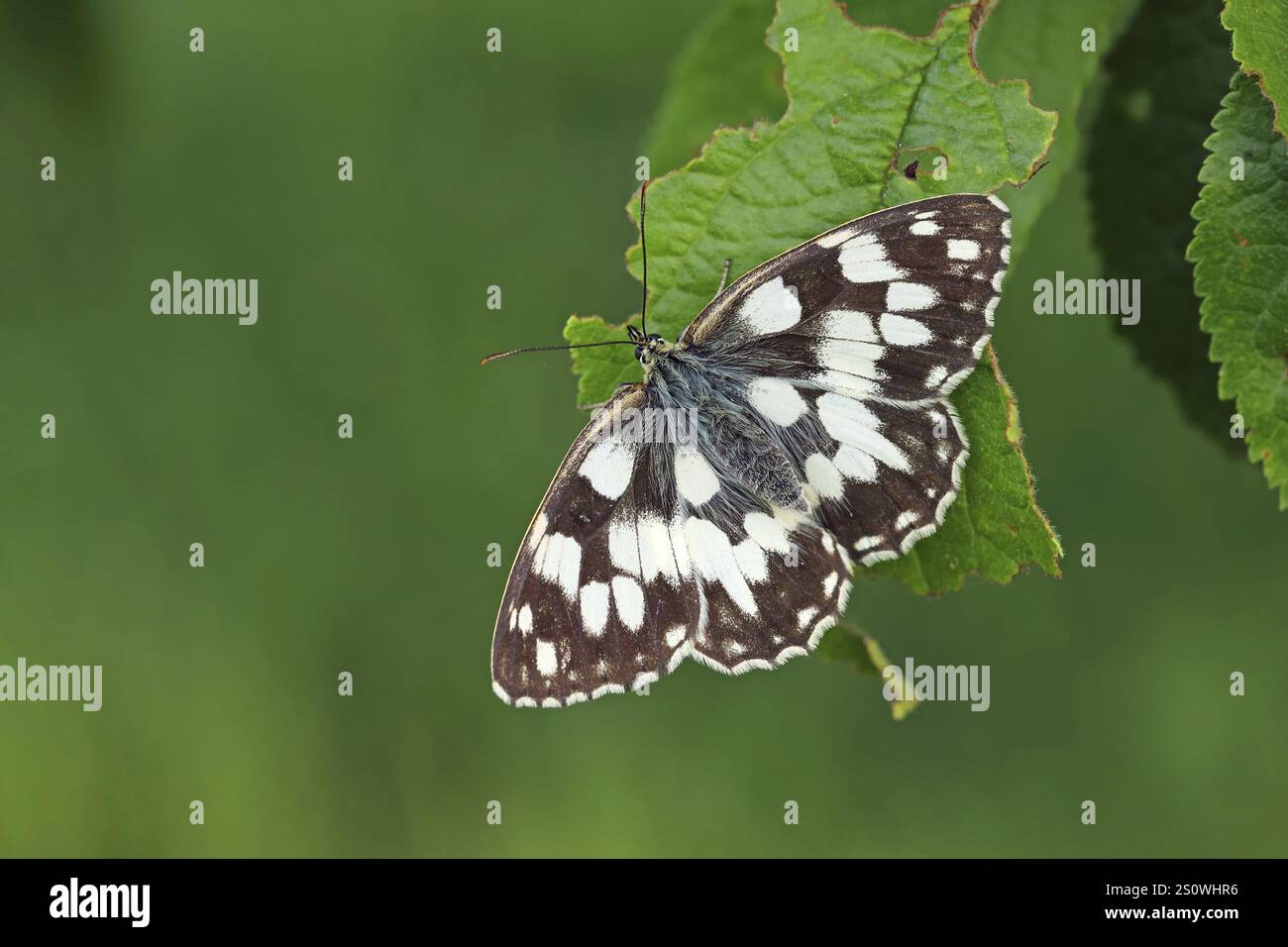 Schachbrett, Melanargia Galathea Stockfoto