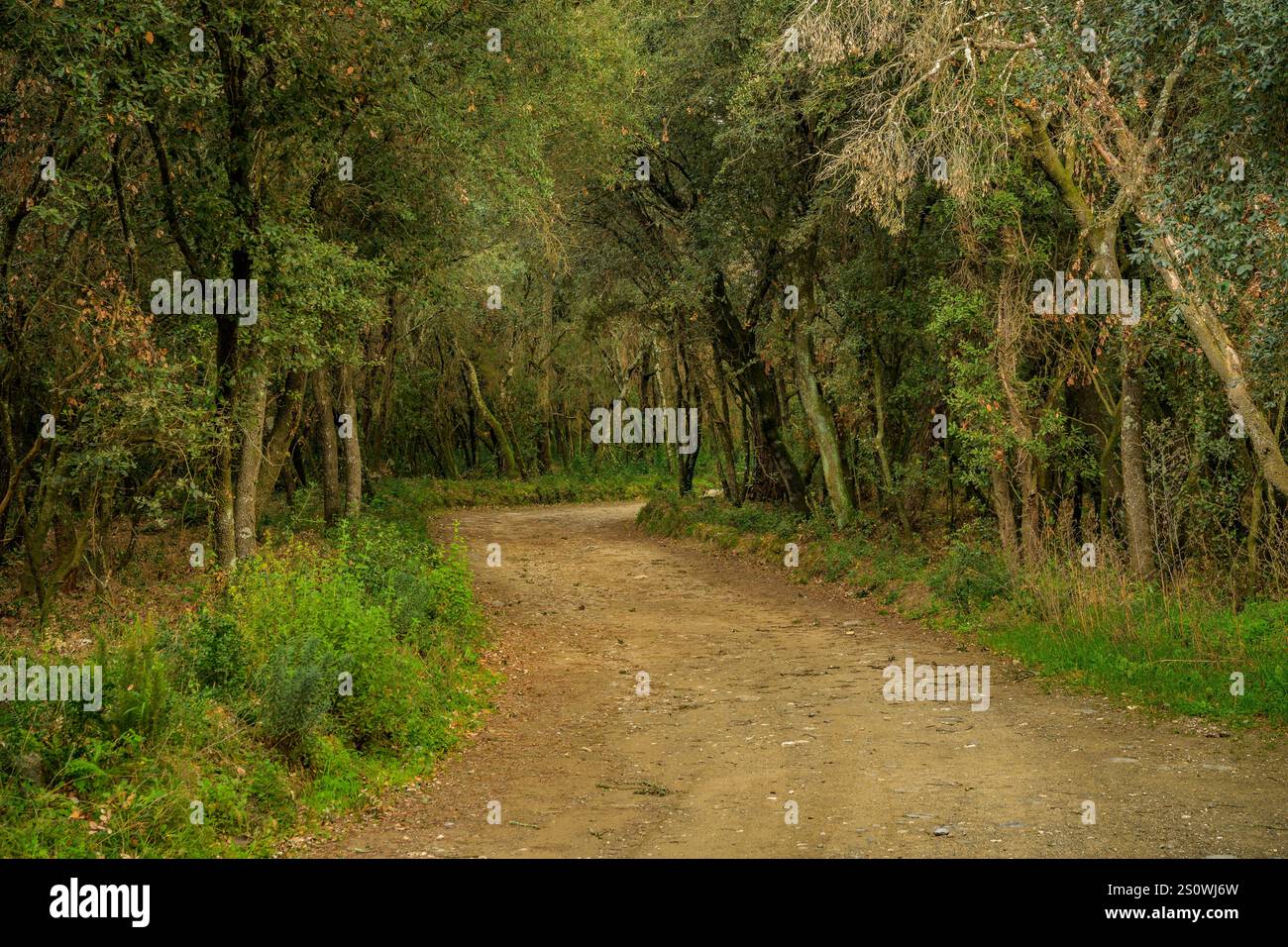 Pfad zum Stausee Vallmanya, in einem Wald aus immergrünen Eichen (Vallès Oriental, Barcelona, ​​Catalonia, Spanien) Stockfoto
