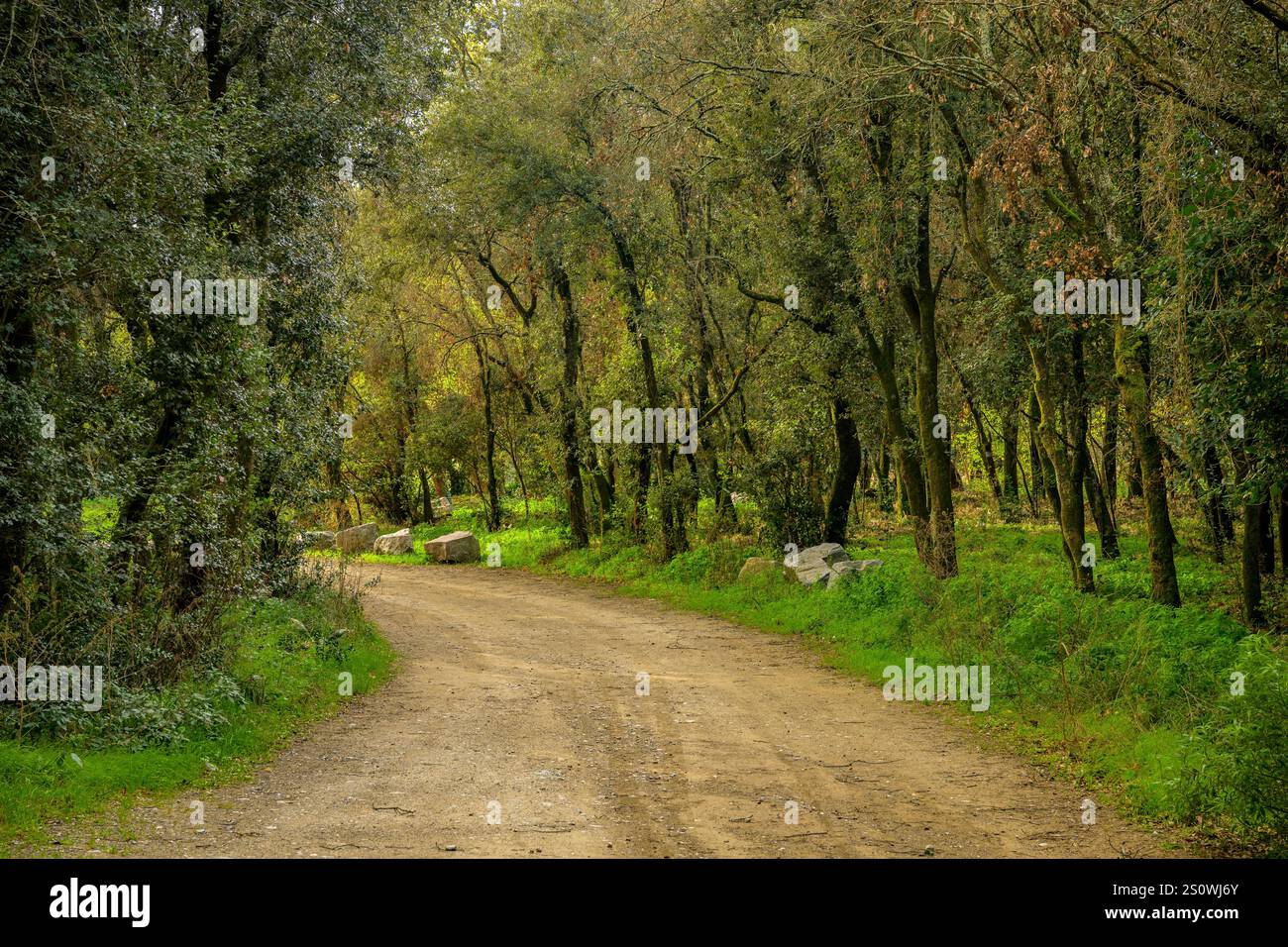 Pfad zum Stausee Vallmanya, in einem Wald aus immergrünen Eichen (Vallès Oriental, Barcelona, ​​Catalonia, Spanien) Stockfoto