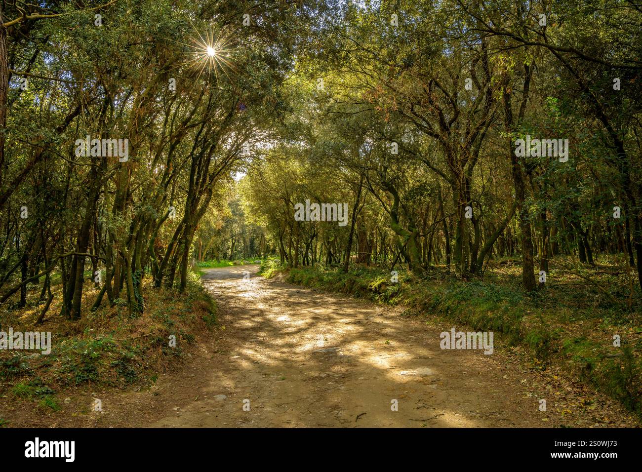 Pfad zum Stausee Vallmanya, in einem Wald aus immergrünen Eichen (Vallès Oriental, Barcelona, ​​Catalonia, Spanien) Stockfoto