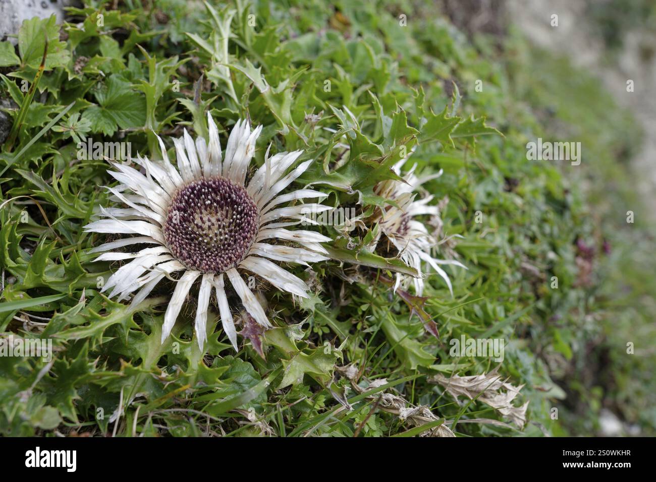 Silberdistel (Carlina acaulis), Chiemgauer Alpen, Chiemgau, Aschau, Kampenwand, Bayern, Alpen, Berge, Deutschland, Europa Stockfoto