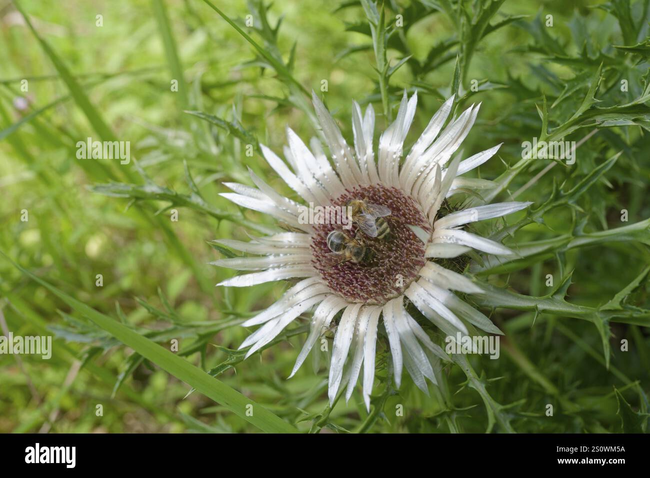 Bienen an Silberdistel (Carlina acaulis), Kocher Tal, Kocher, Schwäbisch Hall, Hohenlohe, Baden-Württemberg, Deutschland, Europa Stockfoto