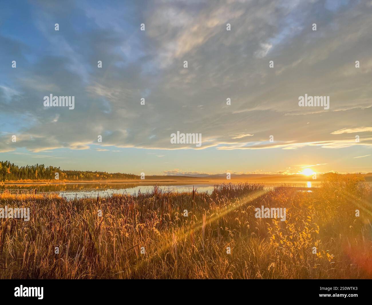 Ein lebendiger Sonnenuntergang strahlt goldenes Licht über einem ruhigen See, mit hohem Gras im Vordergrund. Stockfoto