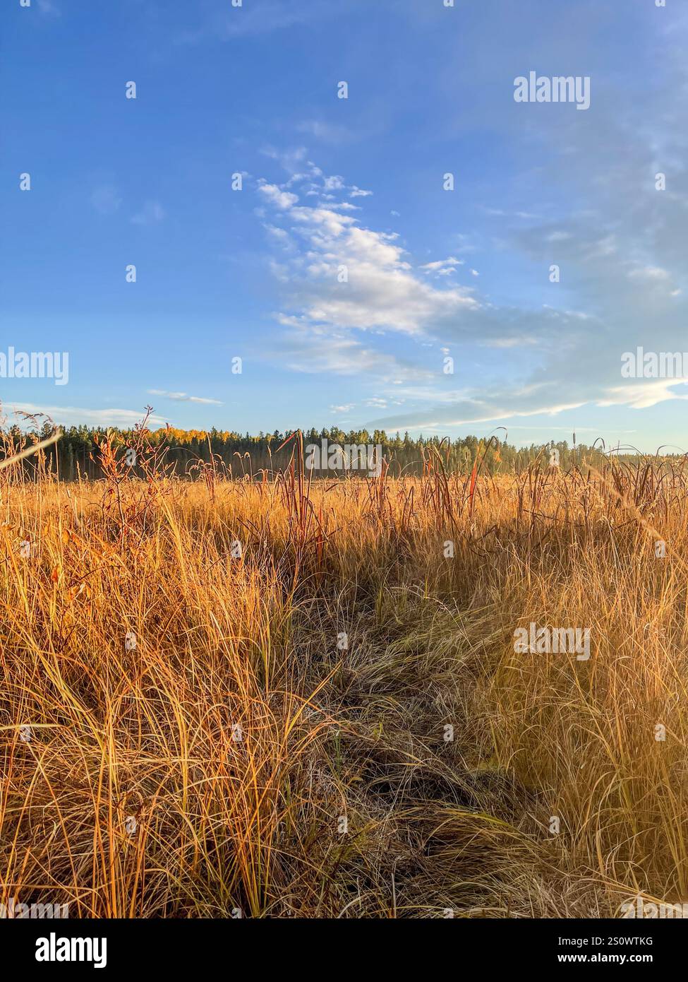 Ein weitläufiges Grasland, das während des Sonnenaufgangs in sanftes Morgenlicht getaucht ist, mit klarem Himmel darüber. - Smartphone-aufgenommenes Stockfoto