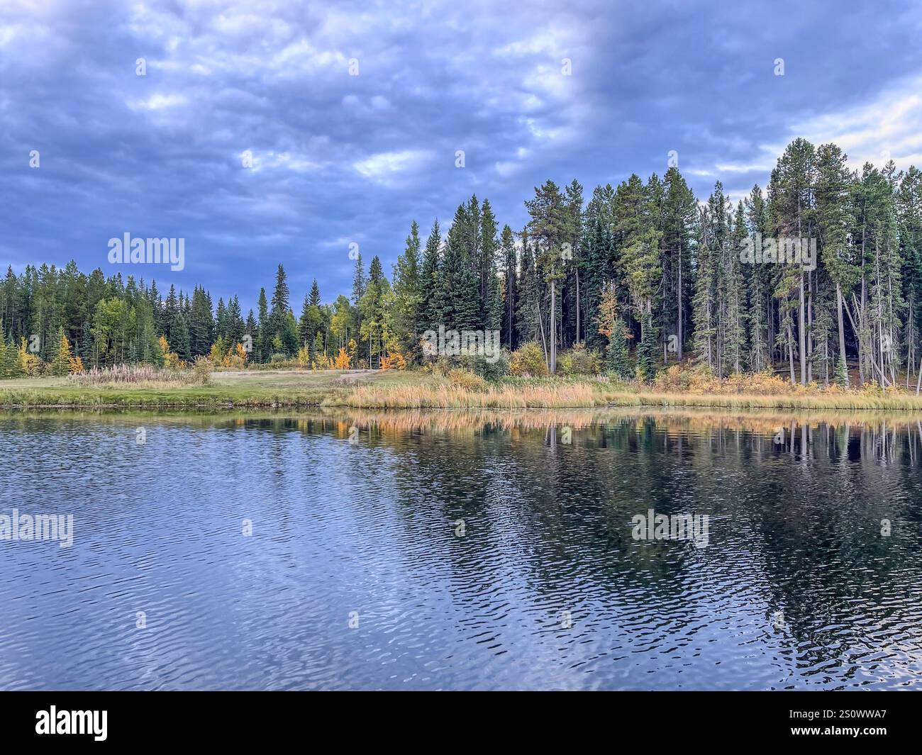 Ein ruhiger See, umgeben von hohen immergrünen Bäumen unter einem bewölkten Himmel, mit sanften Reflexen auf dem Wasser. Stockfoto