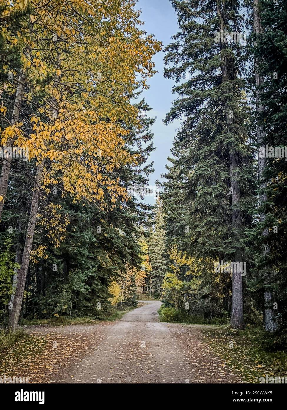 Eine ruhige, unbefestigte Straße, umgeben von hohen immergrünen und goldenen Herbstblättern in einer friedlichen Waldlandschaft. Stockfoto