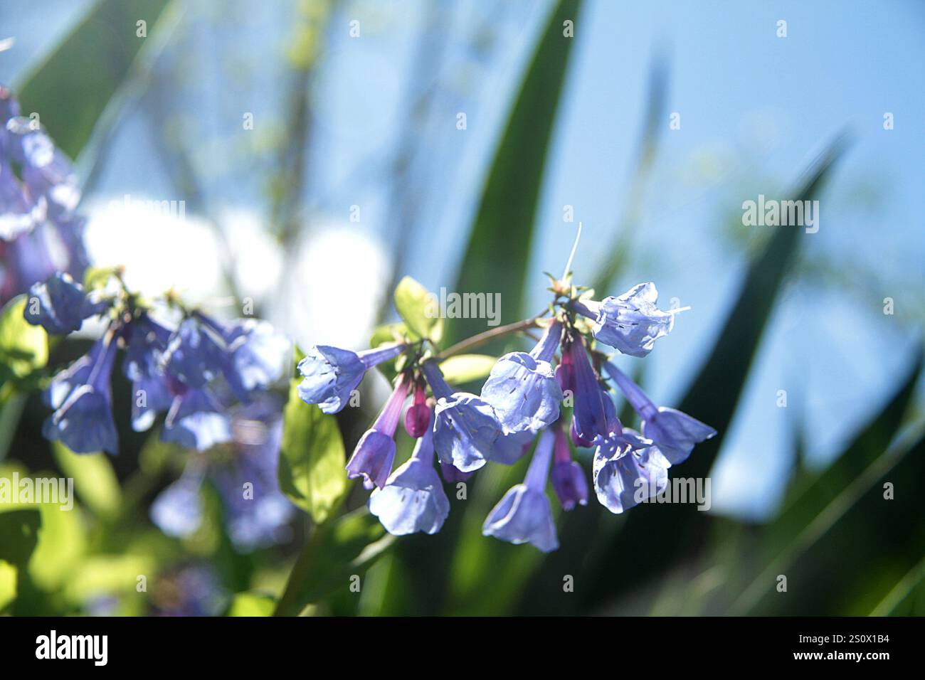 Aus der Nähe von Mertensia virginica (Virginia bluebells) in Blüte Stockfoto