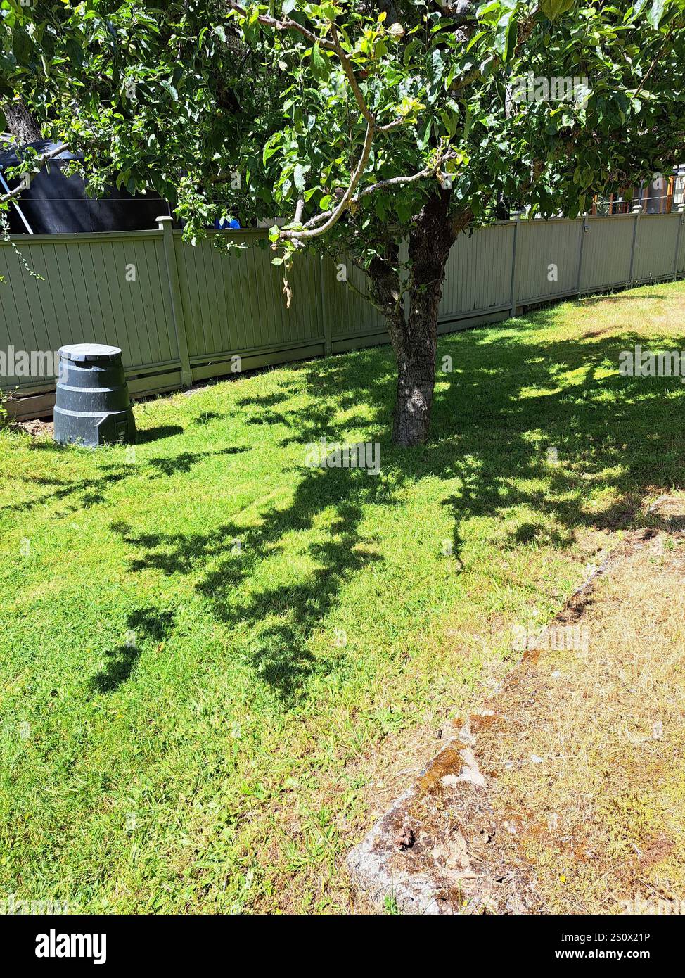 King Apfelbaum auf North Pender Island, British Columbia, Kanada Stockfoto