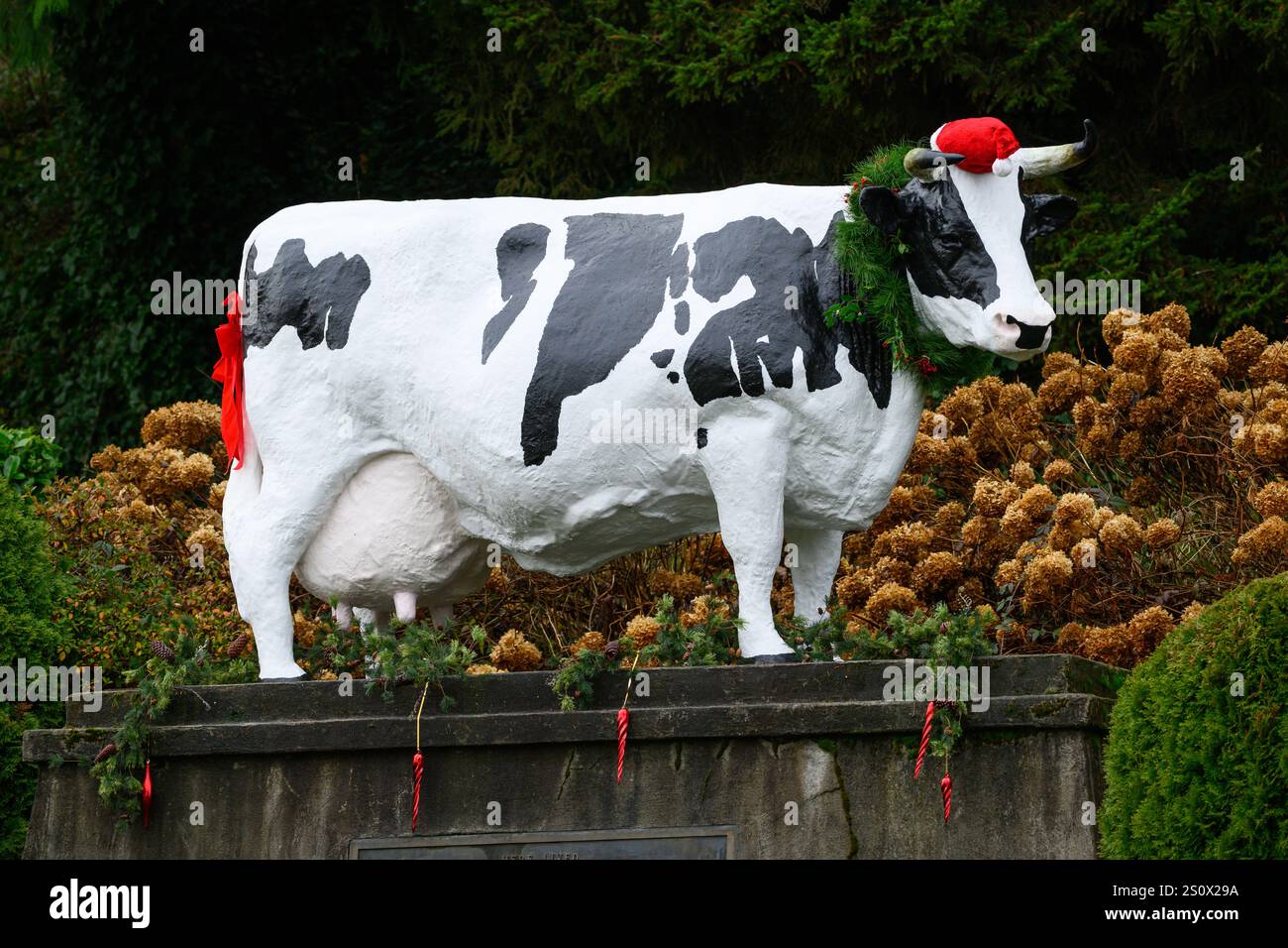 Carnation, WA, USA – 16. Dezember 2024; festliche Carnation Farms dokumentieren die Kuhstatue von Possum Sweetheart Stockfoto