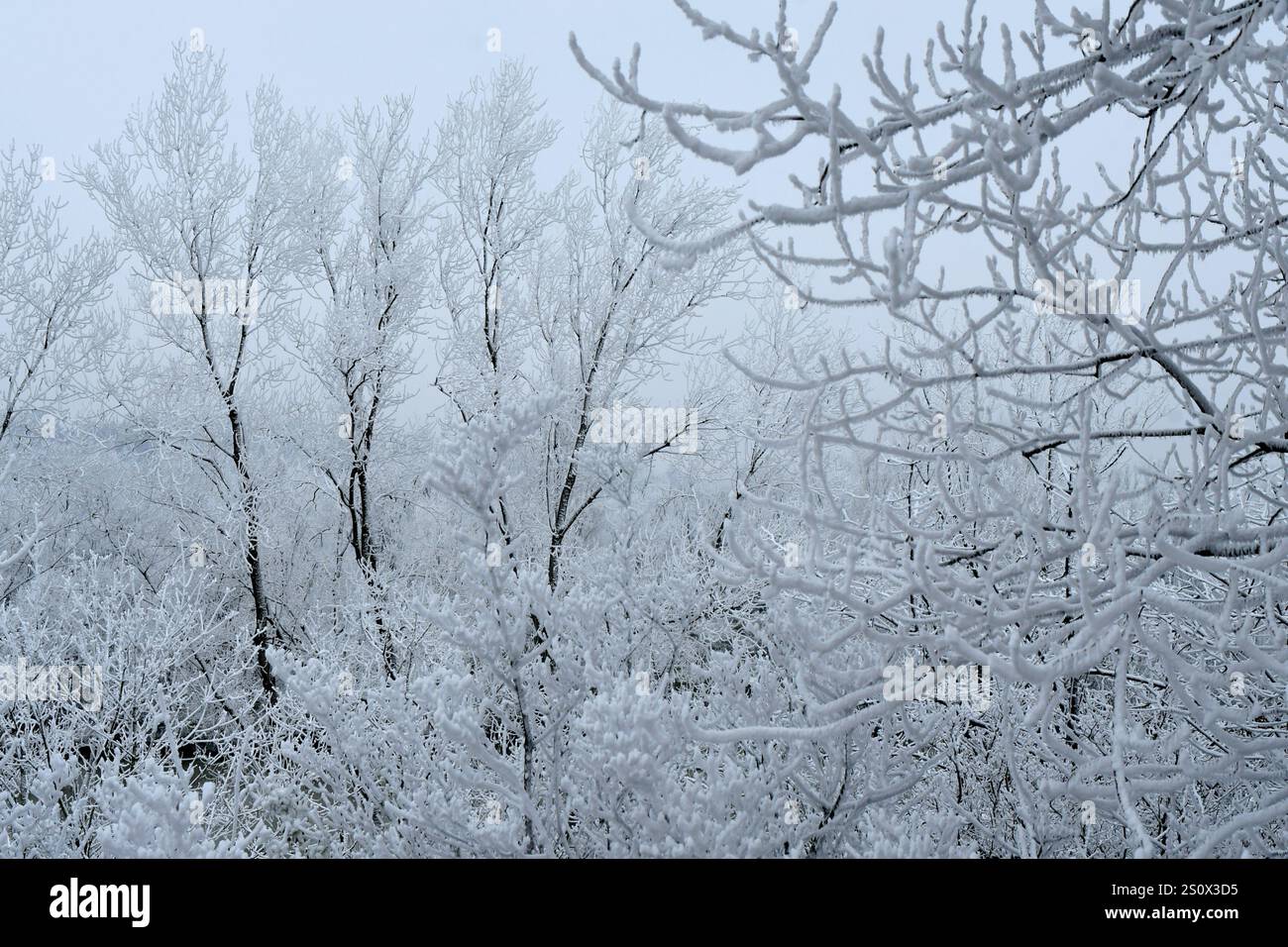 Feyzin, Rhone, Frankreich. Dezember 2024. Die Wälder waren während des orangen Alarms für Luftverschmutzung in Feyzin extrem kalt. (Credit Image: © Romain Doucelin/SOPA Images via ZUMA Press Wire) NUR REDAKTIONELLE VERWENDUNG! Nicht für kommerzielle ZWECKE! Stockfoto