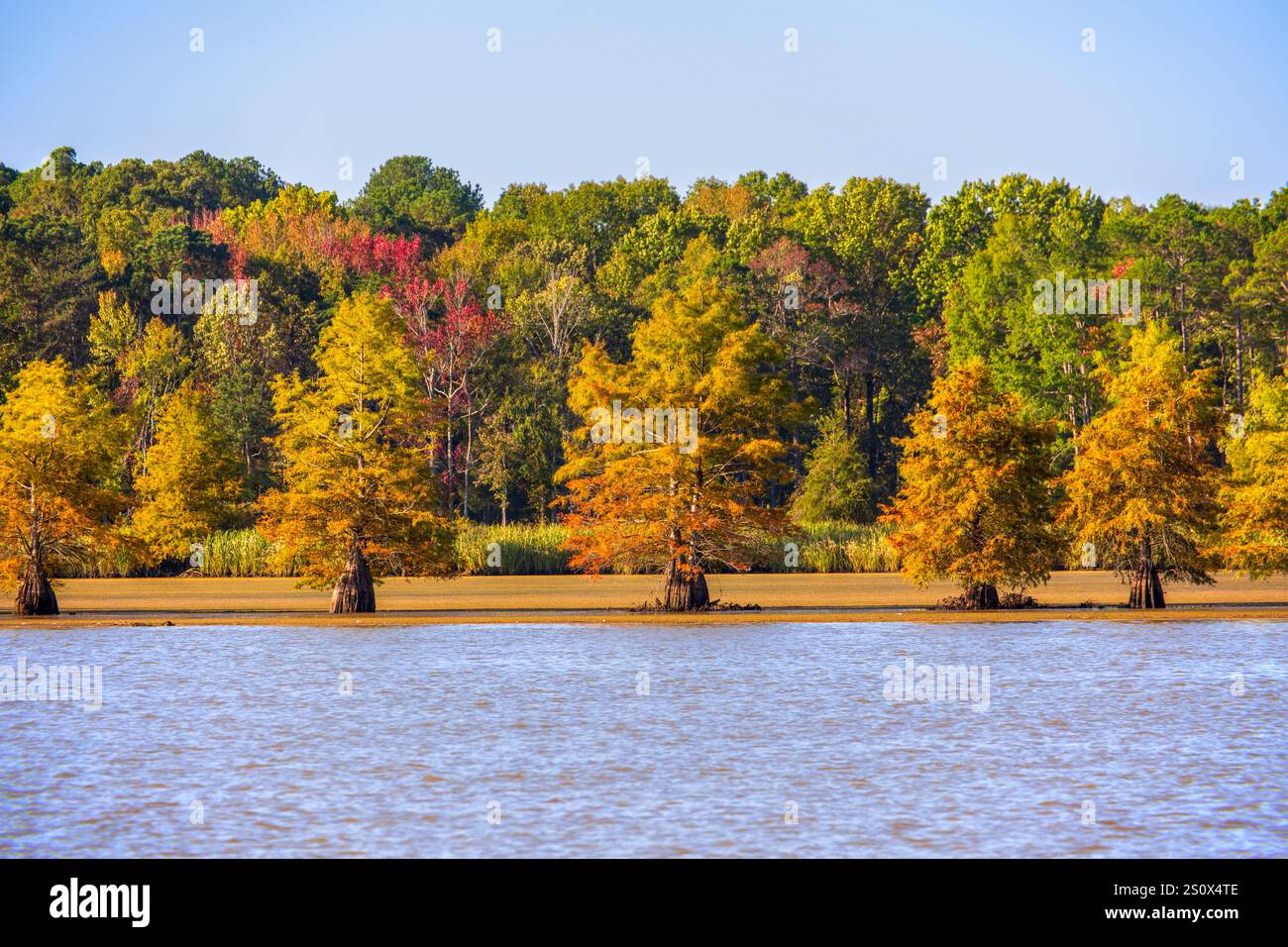 Glatze Cypress, Taxodium distichum, im Herbst, Tennessee River. Herbstfarben am Chickamauga Lake nördlich von Chattanooga im Oktober. Stockfoto