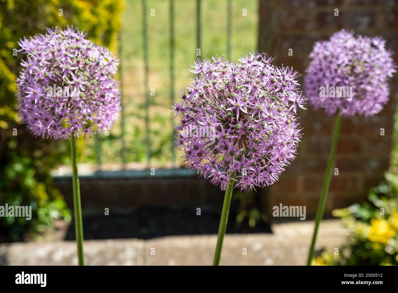 Nahaufnahme eines Allium hollandicum 'Persische Zwiebel' oder 'Holländischer Knoblauch' Stockfoto