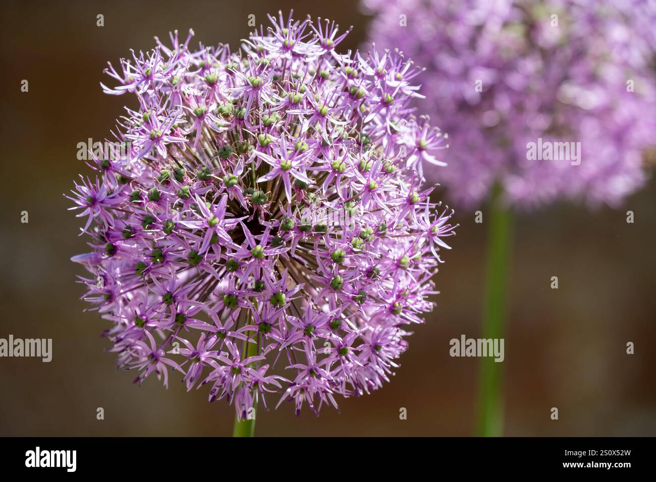 Nahaufnahme eines Allium hollandicum 'Persische Zwiebel' oder 'Holländischer Knoblauch' Stockfoto