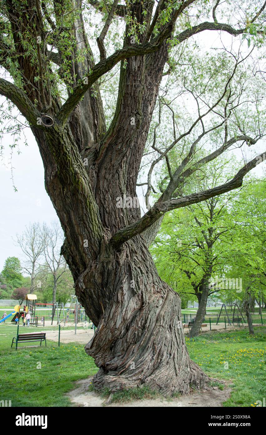 Der Blick auf den alten Baum der Weißen Weide, der von der Regierung als Naturdenkmal im Lublin Downtown Park (Polen) geschützt wird. Stockfoto