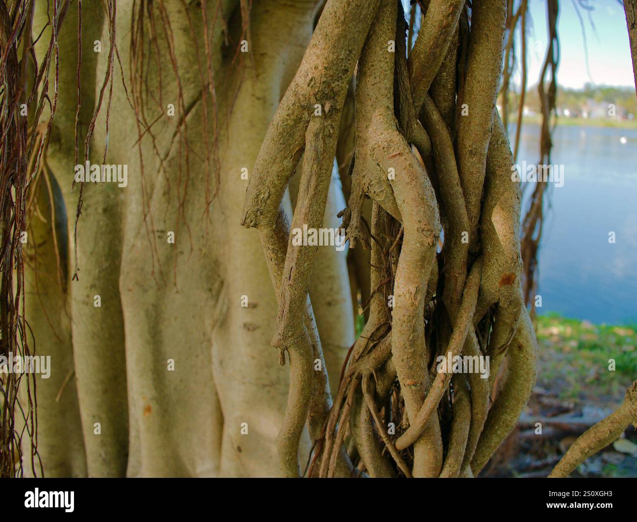 Close Horizontal erschoss am Nachmittag mehrere Banyan-Bäume in St. Petersburg, FL Crescent Lake mit Sonne und Schatten Tall Roots, die in Richtung Th herabhängen Stockfoto