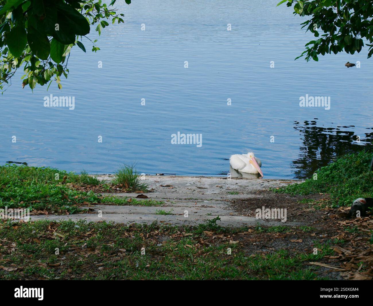 Ein American White Pelikaner in der Nähe der Küste. Führt entlang der Betonrampe. Riesiger Wasservogel mit breiten Flügeln, langem Hals und einem massiven orangen gelben bil Stockfoto