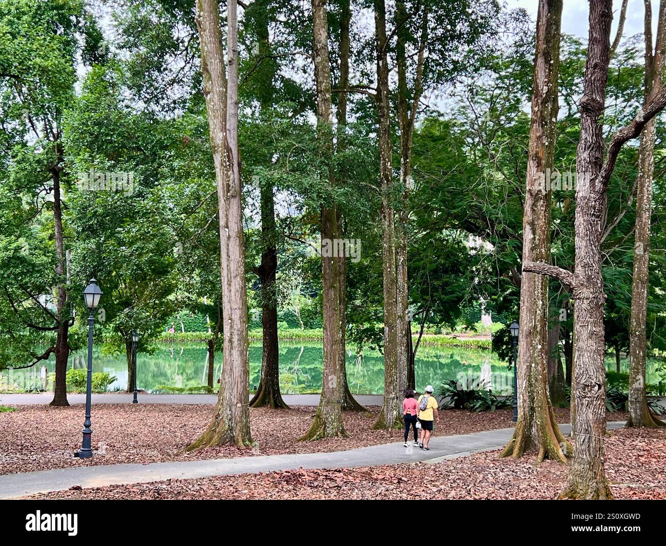 Zwei Personen machen einen Spaziergang durch die bezaubernden Wälder des Botanischen Gartens, der Garten zeigt tropische Pflanzen in atemberaubender, grüner Landschaft. Singapur. - Smartphone-aufgenommenes Stockfoto
