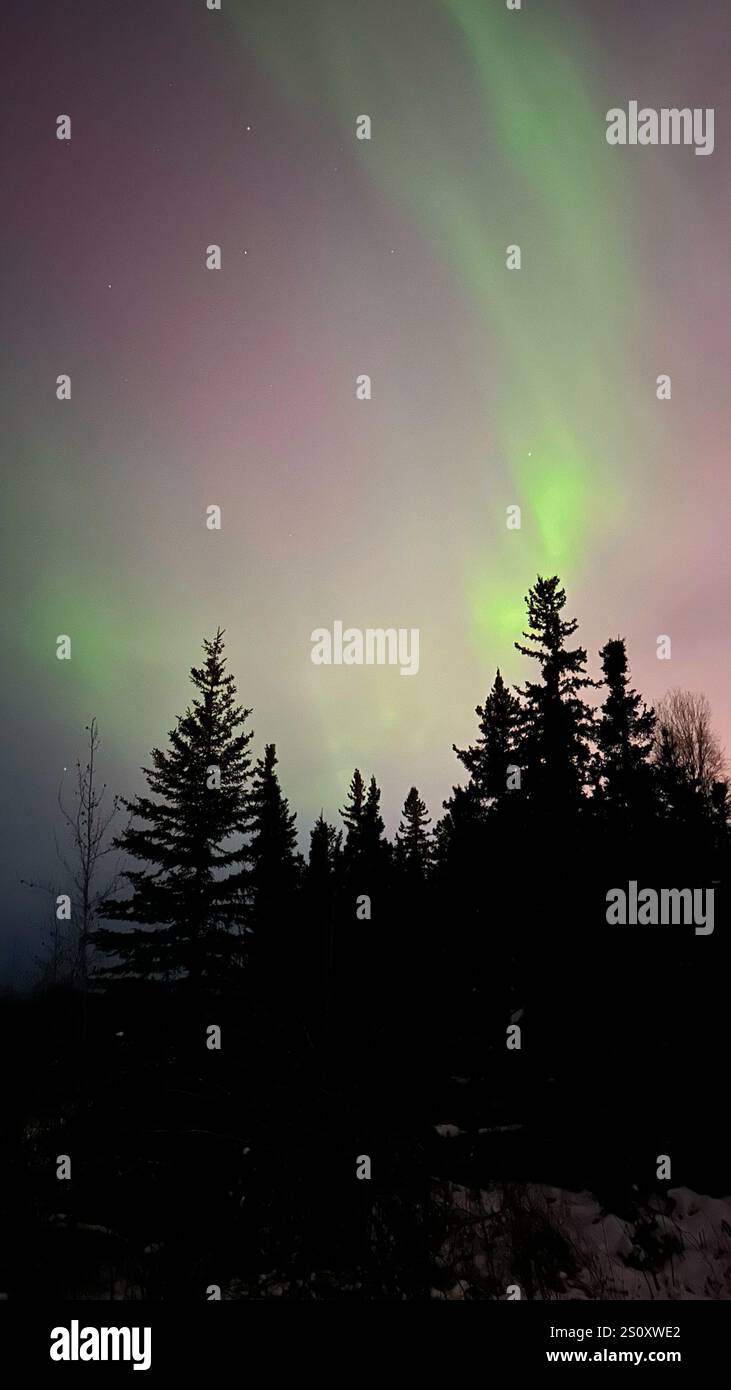 Lebendige Nordlichter tanzen über einem sternenklaren arktischen Himmel und erleuchten die schneebedeckte Landschaft mit leuchtenden Grün- und Violetttönen. Stockfoto