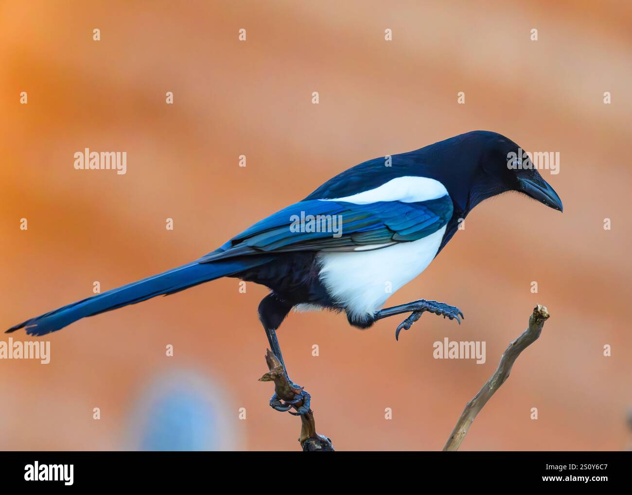 Sieversdorf, Deutschland. Dezember 2024. Eine Elster (Pica pica). Die Elster ist mit ihrem kontrastierenden schwarz-weißen Gefieder eine der markantesten Korviden Europas Stockfoto