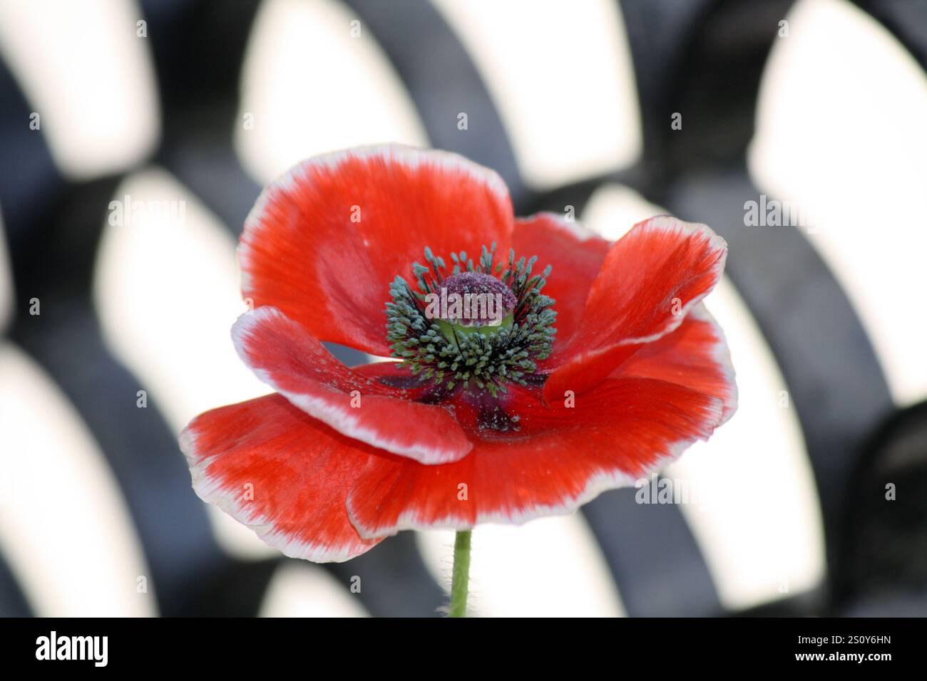 Rote Mohnblume (Papaver rhoeas) mit Blütenblättern um die Kapsel. Stockfoto