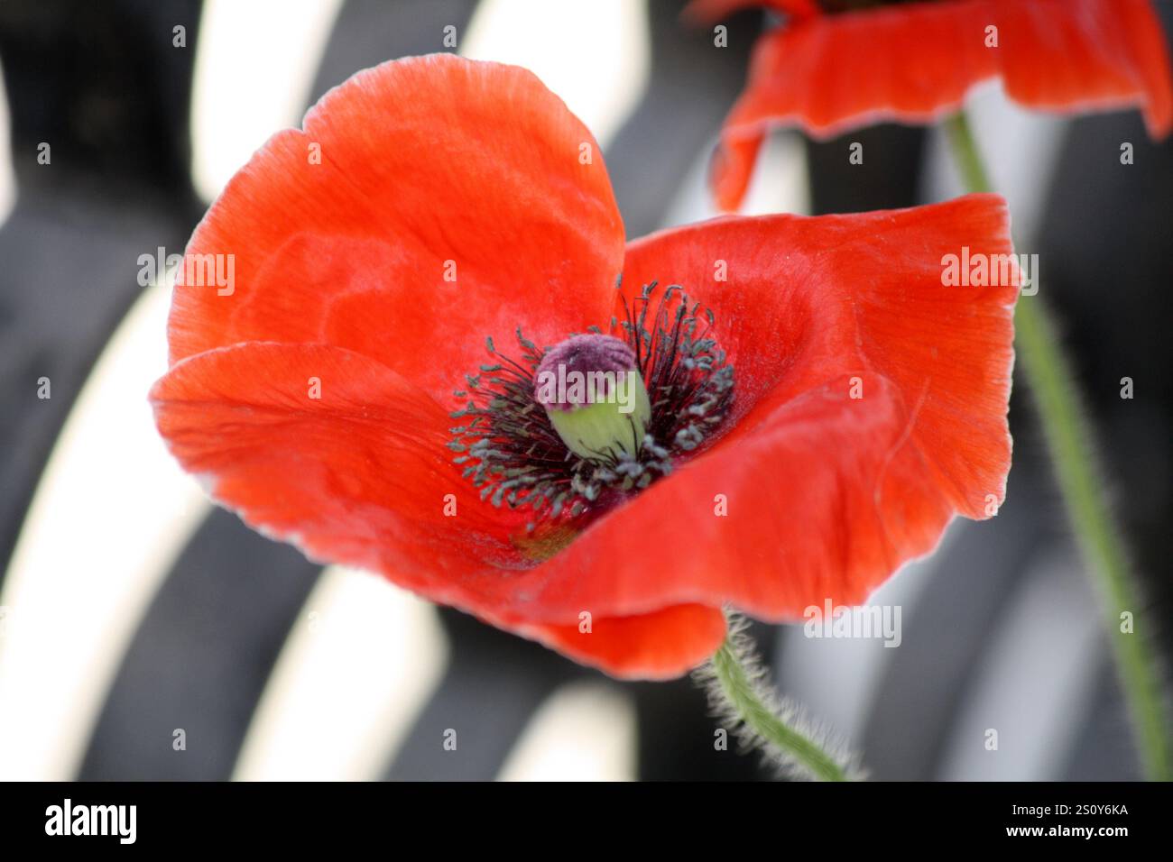 Rote Mohnblume (Papaver rhoeas) mit Blütenblättern um die Kapsel. Stockfoto