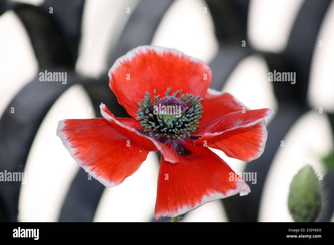 Rote Mohnblume (Papaver rhoeas) mit Blütenblättern um die Kapsel. Stockfoto